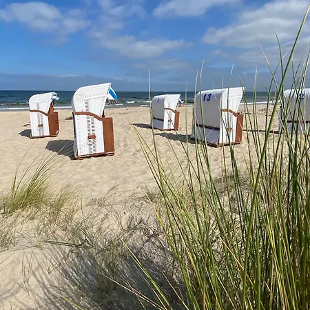 Sturmmöwe * Ückeritz